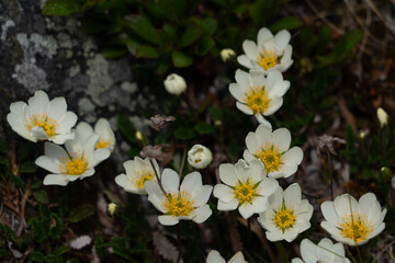 White spring flowers, Mountain Avens (Dryas Octopetala)