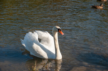 The slightly strict posture of the white swan is beautiful against the background of the water surface of the lake.