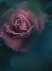 Glistening Elegance: Dew-Kissed Rose