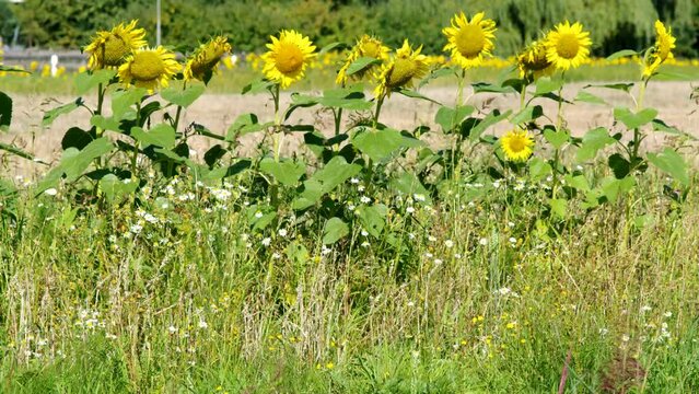 Yellow Sunflowers or Helianthus waving in the wind by the side of the road
