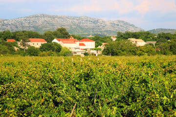 Fototapeta na wymiar Traditional vineyard on Peljesac peninsula, Croatia. Selective focus.