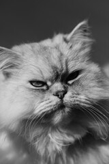 Feline Grace: My Purrfect Companion