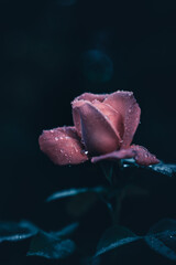 Nature's Jewels: Dewy Delight on a Rose