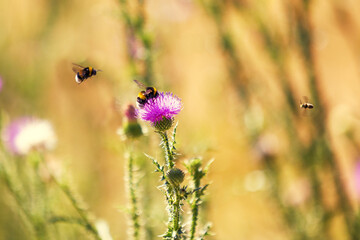 Bees around flower 