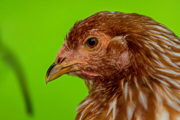 Fototapeta premium Portrait of brown hen brahma chicken on the farm