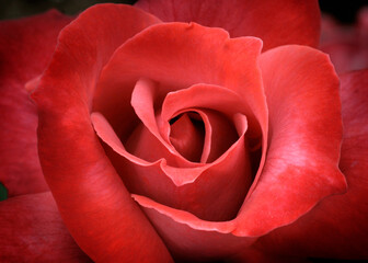 バラのアップ写真