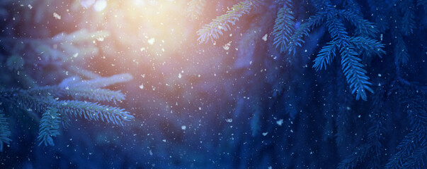 Christmas and winter banner background concept. Christmas snowy fir tree branches close up.
