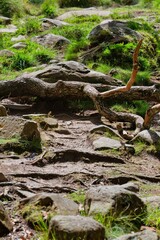 old log lying on a stone path at Rhaeadr Nantcol Waterfalls UK