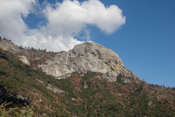 Sequoia