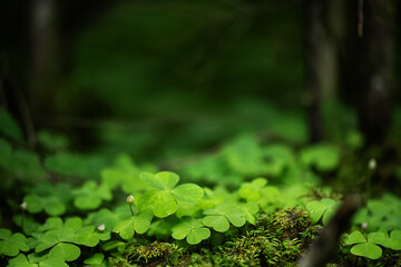 Clover leaves background. Lucky shamrock leaf meadow in the forest. St Patrick's Day holiday...