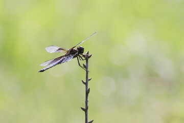 blue dragonfly on a stick. 