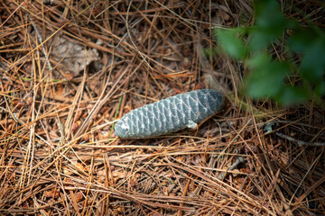 Pine cones on the forest floor in an Ontario Provincial Park