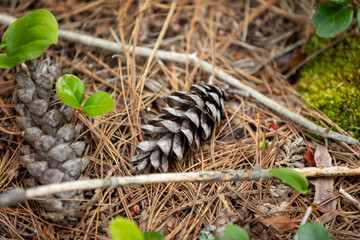 Pine cones on the forest floor in an Ontario Provincial Park