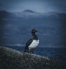 Cormoran, Canal Beagle Tierra del Fuego