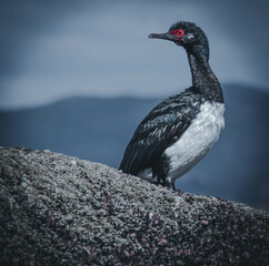 Cormoran, Canal Beagle Tierra del Fuego