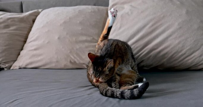 The cat sits on the gray sofa and washes under her tail with her tongue.