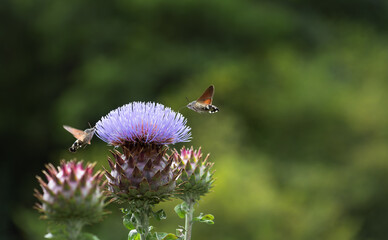 hummingbird hawk-moth feeding nectar from a purple flower of a thistle