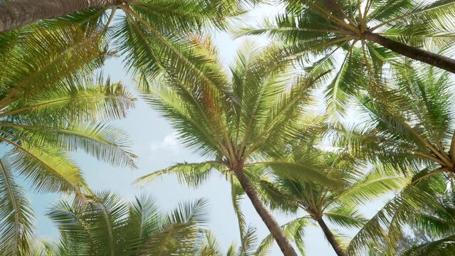 Coconut trees bottom top view sun shining through sky. Paradise beach palm trees sunny holiday island.