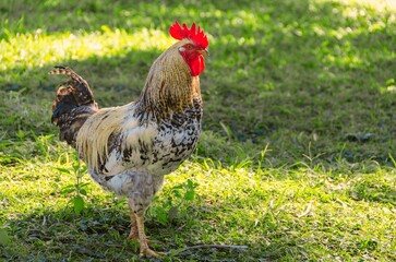 Rooster seen up close in the farm field.