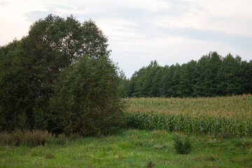 cornfield on a summer day