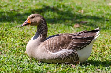 Goose seen up close sunbathing on the lawn.