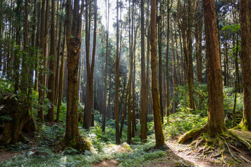 Forest landscape in alishan national forest recreation area