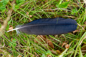 Close-up of black feather of Indian runner duck laying on grass at Swiss City of Zürich on a cloudy summer day. Photo taken August 25th, 2023, Zurich, Switzerland.