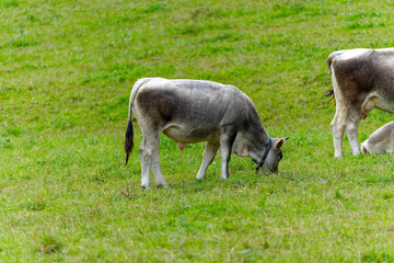 Fototapeta premium Horned cows grazing on meadow at Swiss City of Zürich on a cloudy summer day. Photo taken August 25th, 2023, Zurich, Switzerland.