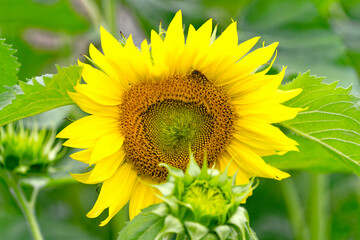 Close-up of beautiful sunflower at agriculture field at Swiss City of Zürich on a cloudy summer day. Photo taken August 25th, 2023, Zurich, Switzerland.
