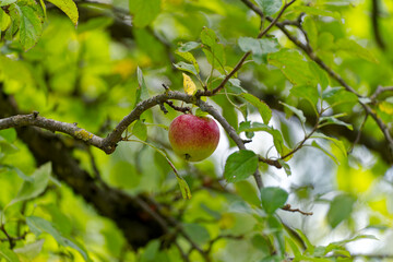 Close-up of beautiful organic apple hanging on apple tree at Swiss City of Z&uuml;rich on a cloudy summer day. Photo taken August 25th, 2023, Zurich, Switzerland.