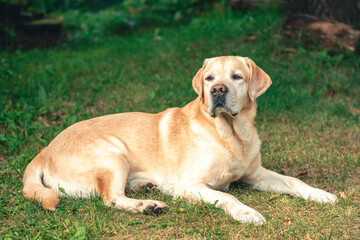 Naklejka na ściany i meble Thoroughbred beautiful Labrador lying on the grass