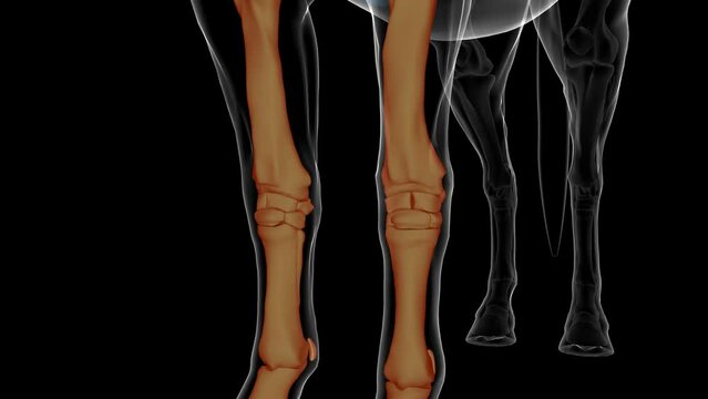 Forelimb bones of bone horse skeleton anatomy for medical concept 3D rendering