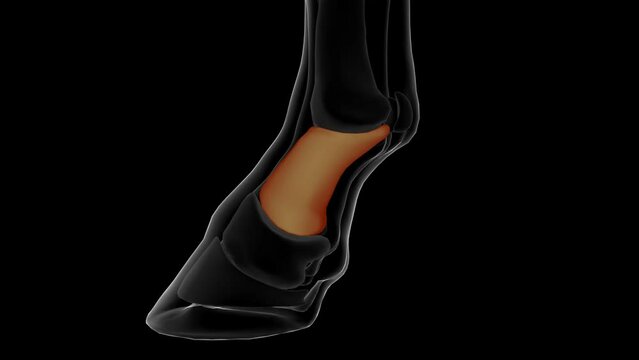 Long pastern bone horse skeleton anatomy for medical concept 3D rendering