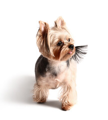 Cute small Yorkshire terrier dog isolated on white background