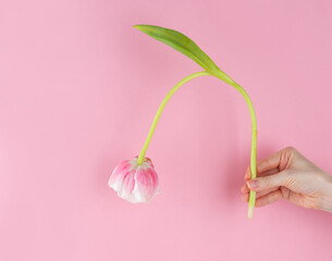 Fresh tulip flower in hand on a pink background. Despondency, breakdown, depression, burnout concept