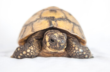 Mediterranean turtle or Testudo hermanni