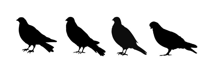 Obraz premium Pigeon silhouette collection