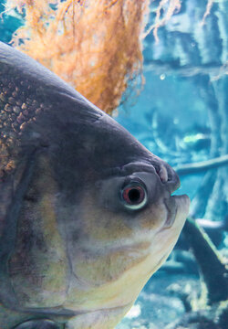 Red Belly Pacu or Piaractus mesopotamicus