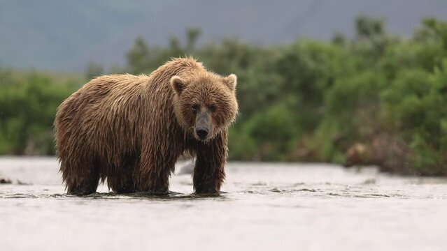 Brown Bear Fishing for Salmon in Katmai, Alaska