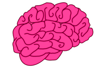 Brain