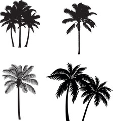 Set tropical palm trees with leaves, mature and young plants, and black silhouettes isolated on a white background. Vector