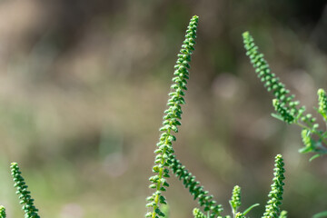 Green flower of common ragweed blooms in season. Bush ambrosia artemisiifolia produces large...