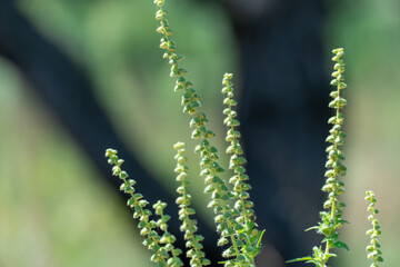 Green flower of common ragweed blooms in season. Bush ambrosia artemisiifolia produces large amounts pollen allergen. Mythological name: food of the gods. Dangerous weed with feather lobed leaves.