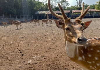 The chital, also known as spotted deer, chital deer, and axis deer, is a deer species native to the...
