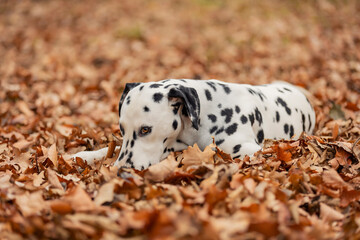 a young Dalmatian dog in the autumn forest plays with a club