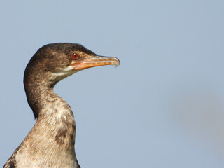 Reed Cormorant 