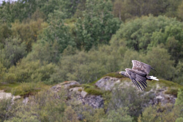The sea eagle is Northern Europe's largest nesting bird of prey and the fourth largest of the world's eagles,Nordland county,Norway

