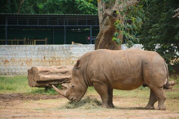 rhino in the zoo