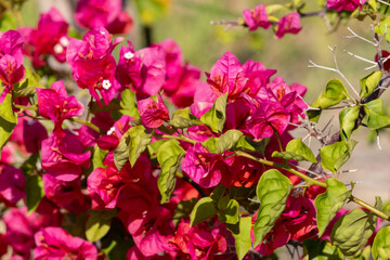 Photograph of a Bougainvillea garden.	