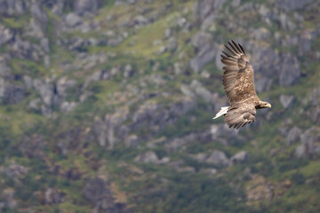 The sea eagle is Northern Europe's largest nesting bird of prey and the fourth largest of the world's eagles,Nordland county,Norway

